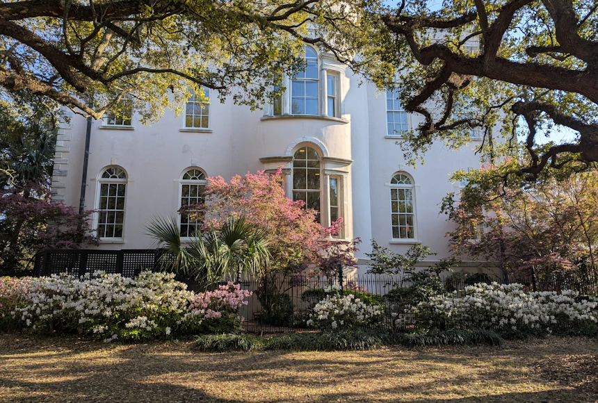 Azaleas massed in bloom beneath live oak limbs in front of a white Lowcountry house