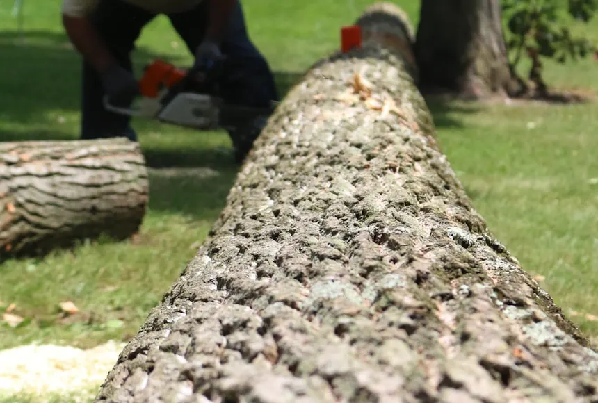 Felled trunk lying across a mowed lawn while a worker cuts it into sections with a chainsaw
