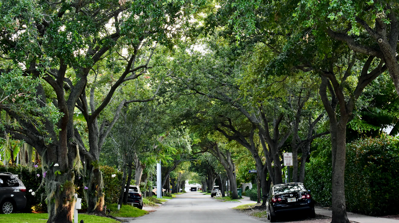Live oak limbs meeting over a quiet residential street in the South Carolina Lowcountry